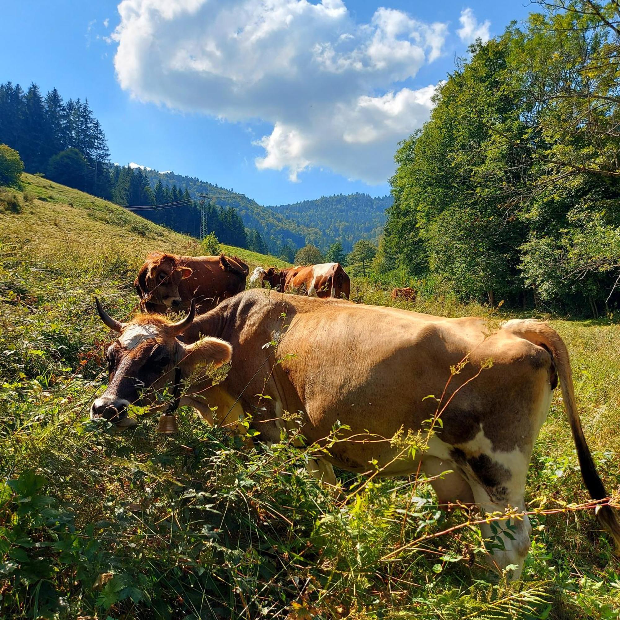 Haus Hees * Todtnau